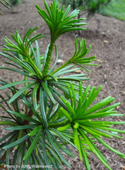 - Sciadopitys verticillata 'Sternschnuppe' Japanese Umbrella Pine - Mr Maple │ Buy Japanese Maple Trees