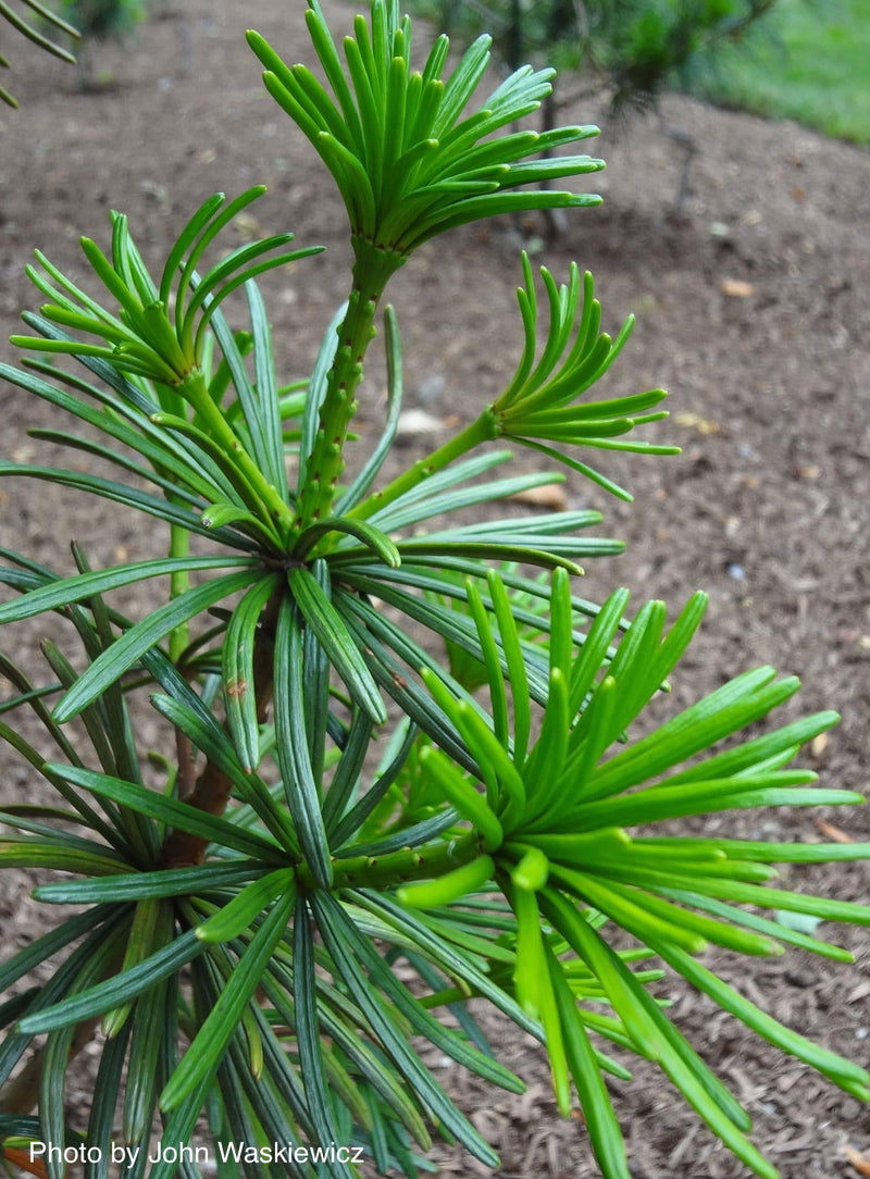 - Sciadopitys verticillata 'Sternschnuppe' Japanese Umbrella Pine - Mr Maple │ Buy Japanese Maple Trees