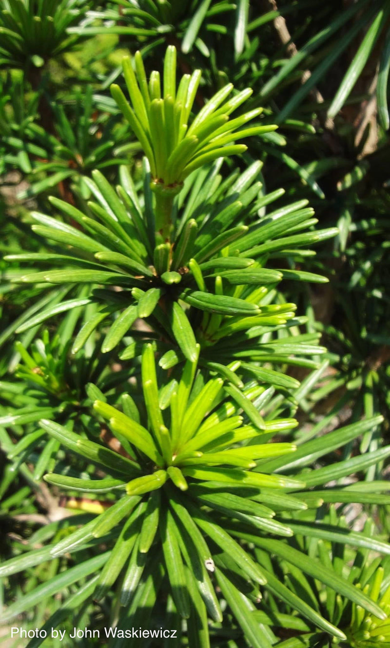 - Sciadopitys verticillata 'Sternschnuppe' Japanese Umbrella Pine - Mr Maple │ Buy Japanese Maple Trees