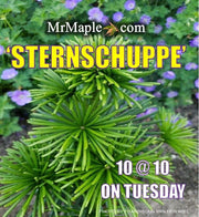 - Sciadopitys verticillata 'Sternschnuppe' Japanese Umbrella Pine - Mr Maple │ Buy Japanese Maple Trees