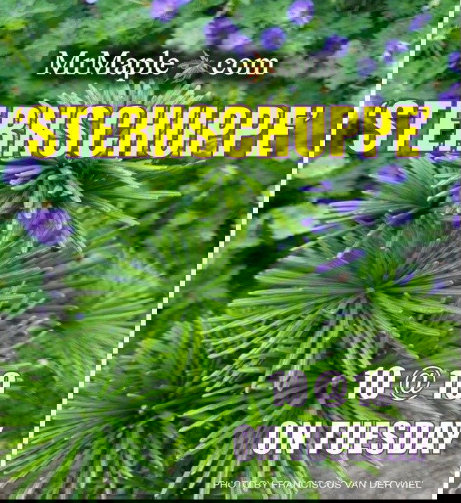 - Sciadopitys verticillata 'Sternschnuppe' Japanese Umbrella Pine - Mr Maple │ Buy Japanese Maple Trees