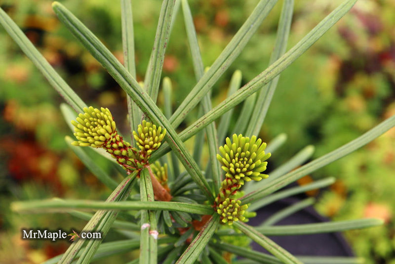 - Sciadopitys verticillata 'Sternschnuppe' Japanese Umbrella Pine - Mr Maple │ Buy Japanese Maple Trees