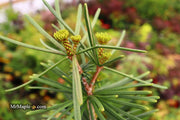 - Sciadopitys verticillata 'Sternschnuppe' Japanese Umbrella Pine - Mr Maple │ Buy Japanese Maple Trees