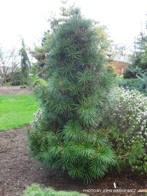 - Sciadopitys verticillata 'Wintergreen' Japanese Umbrella Pine Tree - Mr Maple │ Buy Japanese Maple Trees