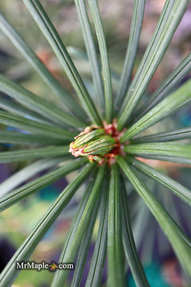 - Sciadopitys verticillata 'Wintergreen' Japanese Umbrella Pine Tree - Mr Maple │ Buy Japanese Maple Trees