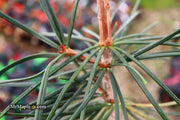 - Sciadopitys verticillata 'Wintergreen' Japanese Umbrella Pine Tree - Mr Maple │ Buy Japanese Maple Trees