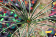- Sciadopitys verticillata 'Wintergreen' Japanese Umbrella Pine Tree - Mr Maple │ Buy Japanese Maple Trees