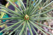 - Sciadopitys verticillata 'Wintergreen' Japanese Umbrella Pine Tree - Mr Maple │ Buy Japanese Maple Trees