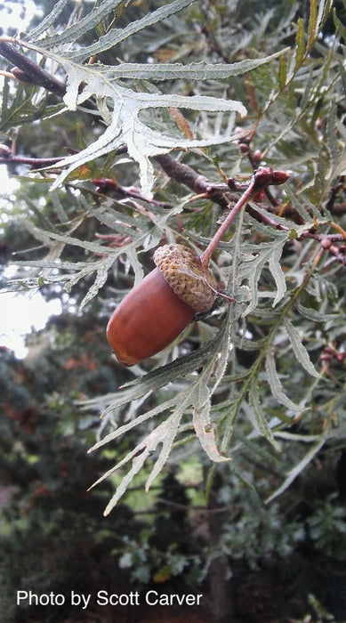 Quercus robur 'Filicifolia' Cutleaf English Oak