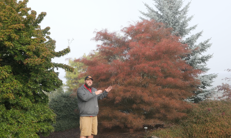 Acer palmatum 'Fairy Hair' Rare Japanese Maple