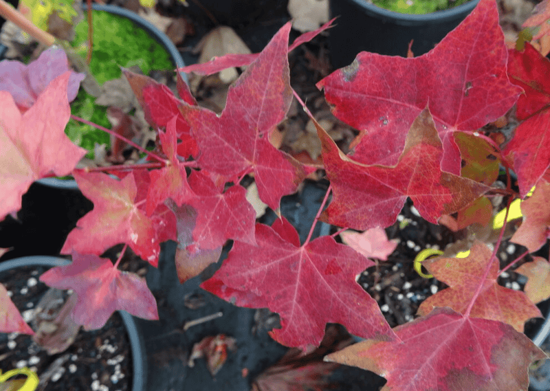 Acer truncatum 'Flower God' Shantung Maple