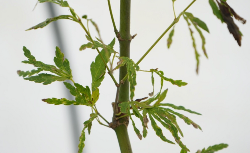 Acer palmatum 'Troll's Foot' Japanese Maple