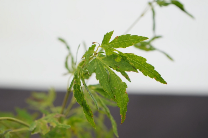 Acer palmatum 'Troll's Foot' Japanese Maple