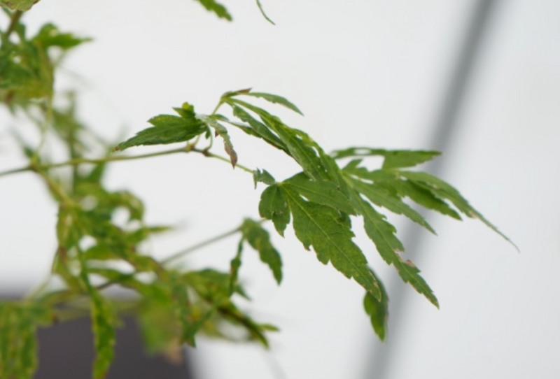 Acer palmatum 'Troll's Foot' Japanese Maple