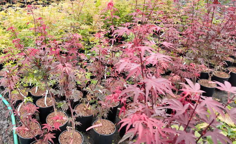 Acer palmatum 'Little Alex' Dwarf Japanese Maple