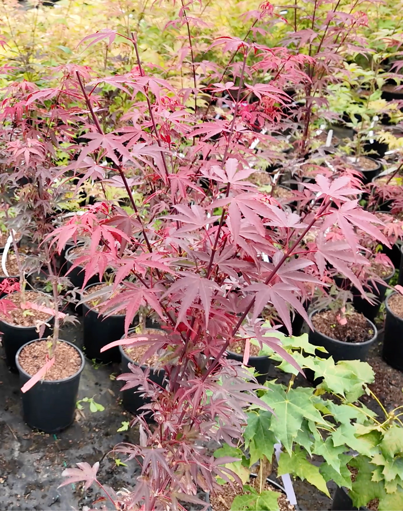Acer palmatum 'Little Alex' Dwarf Japanese Maple