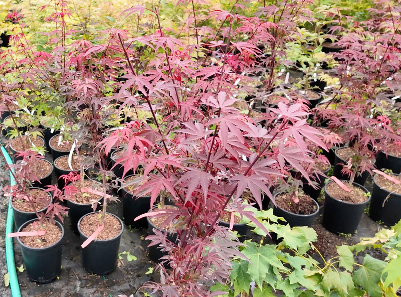 Acer palmatum 'Little Alex' Dwarf Japanese Maple