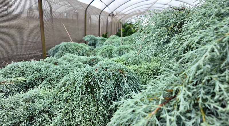 Cupressus macrocarpa ‘Greenstead Magnificent’ Monterey Cypress