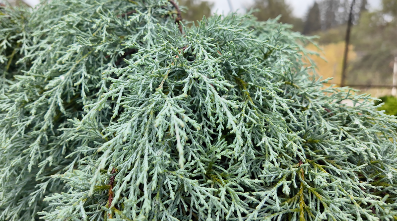 Cupressus macrocarpa ‘Greenstead Magnificent’ Monterey Cypress