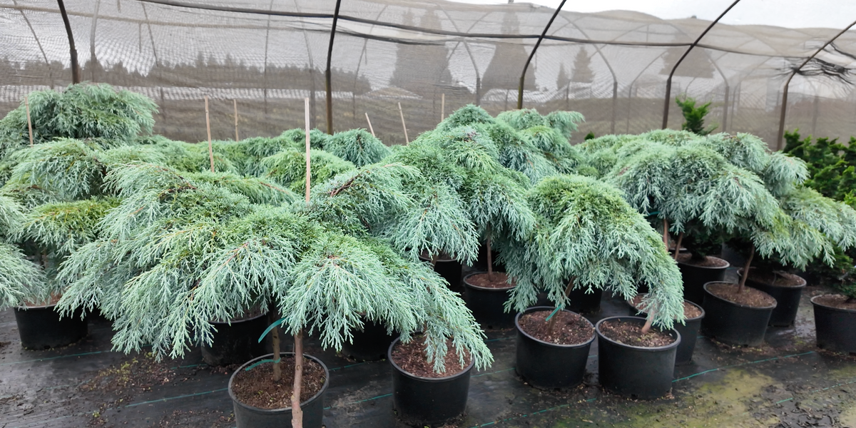 Buy Cupressus macrocarpa 'Greenstead Magnificent' Monterey Cypress — Mr  Maple │ Buy Japanese Maple Trees