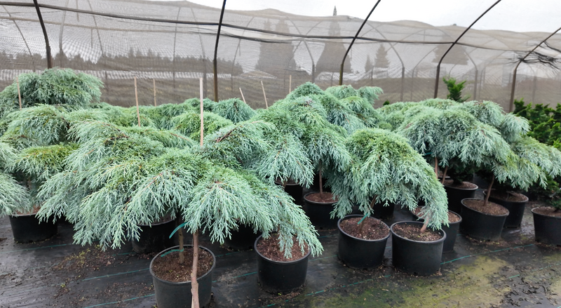 Cupressus macrocarpa ‘Greenstead Magnificent’ Monterey Cypress