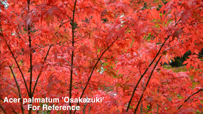Acer palmatum 'Osakazuki Broom' Japanese Maple