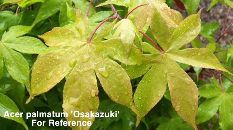 Acer palmatum 'Osakazuki Broom' Japanese Maple
