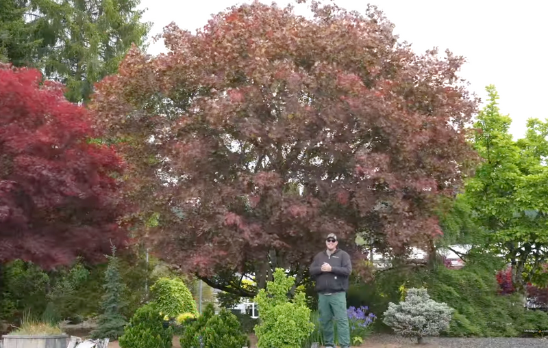 Acer palmatum 'Umegae' Japanese Maple