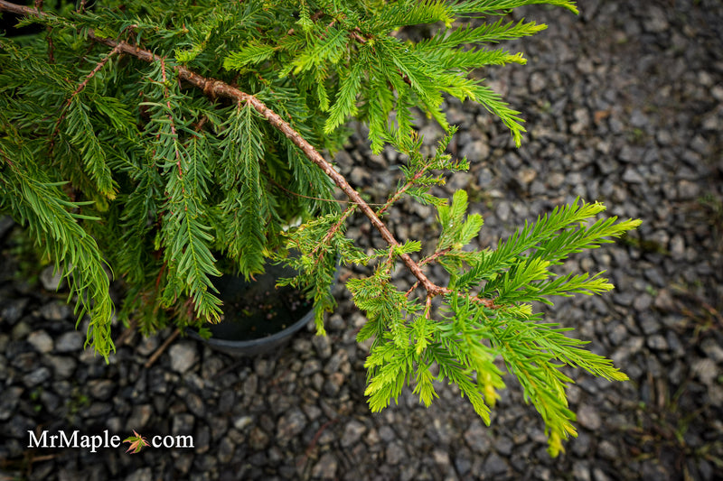 Taxodium distichum 'Secrest' Bald Cypress