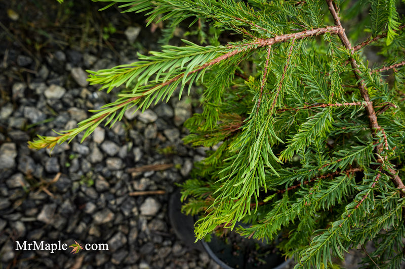 Taxodium distichum 'Secrest' Bald Cypress