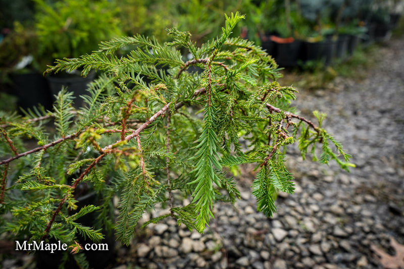 Taxodium distichum 'Secrest' Bald Cypress