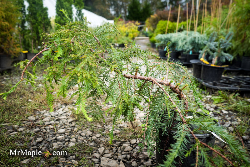 Taxodium distichum 'Secrest' Bald Cypress