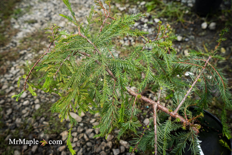 Taxodium distichum 'Secrest' Bald Cypress
