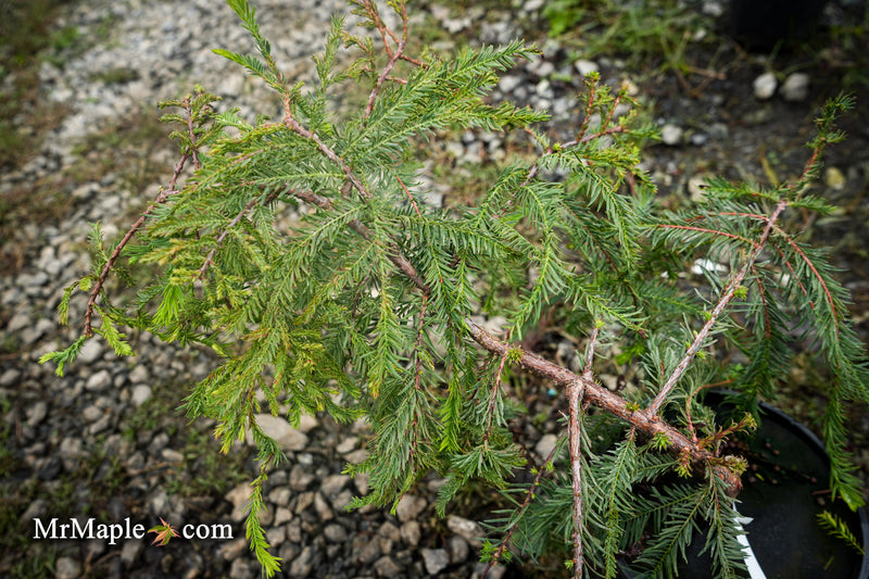 Taxodium distichum 'Secrest' Bald Cypress
