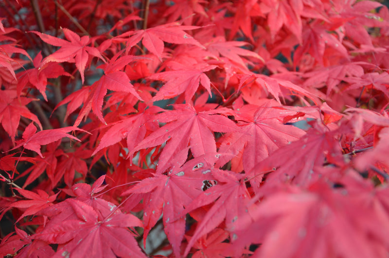 - FOR PICK UP ONLY | Acer palmatum 'Amber Ghost' Japanese Maple | DOES NOT SHIP - Mr Maple │ Buy Japanese Maple Trees