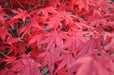 - FOR PICK UP ONLY | Acer palmatum 'Amber Ghost' Japanese Maple | DOES NOT SHIP - Mr Maple │ Buy Japanese Maple Trees