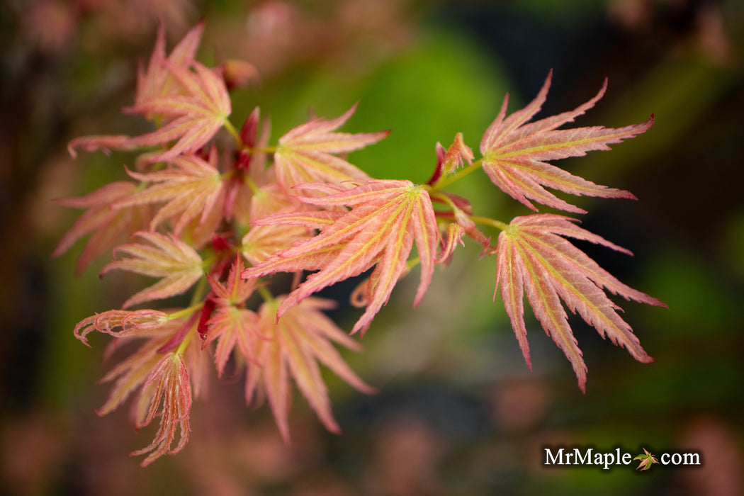 Acer palmatum 'Seigen' Rare Japanese Maple