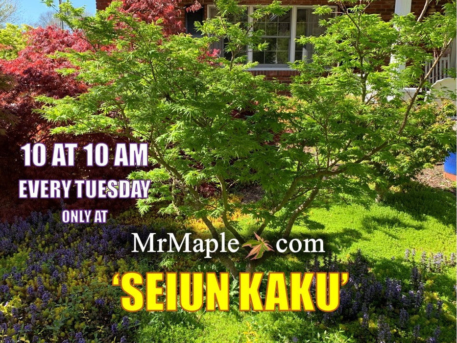 FOR PICKUP ONLY | Acer palmatum 'Seiun kaku' Dwarf Japanese Maple | DOES NOT SHIP