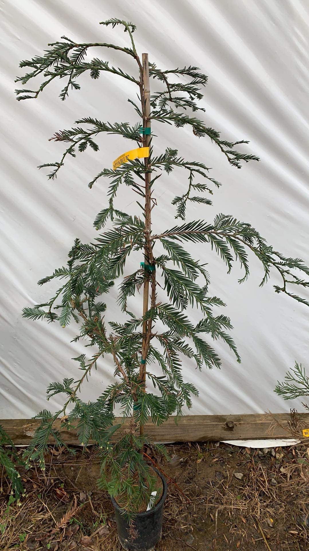 Buy Sequoia sempervirens 'Aptos Blue' Coastal Redwood — Mr Maple │ Buy