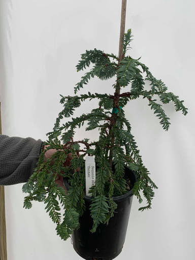- Sequoia sempervirens 'Cantab' Dwarf Coastal Redwood - Mr Maple │ Buy Japanese Maple Trees