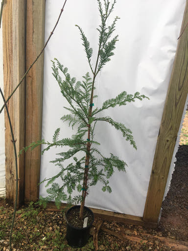 - Sequoia sempervirens 'Emily Brown' Narrow Coastal Redwood - Mr Maple │ Buy Japanese Maple Trees