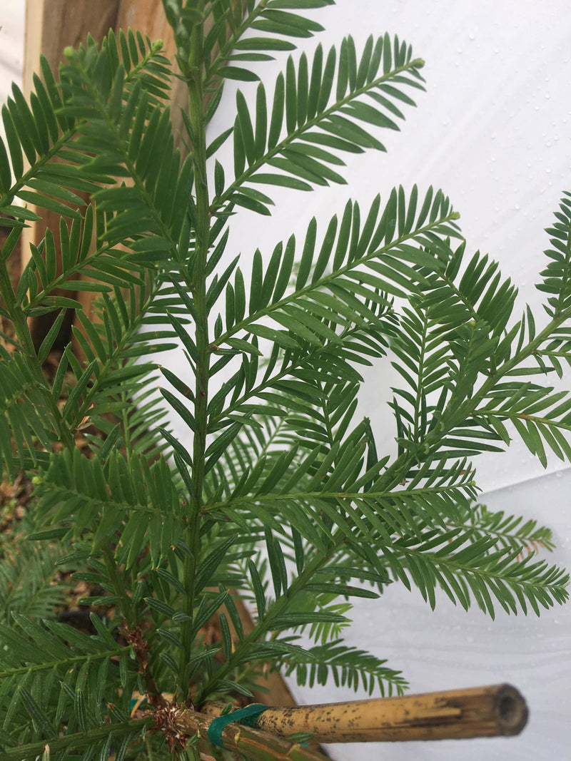 - Sequoia sempervirens 'Emily Brown' Narrow Coastal Redwood - Mr Maple │ Buy Japanese Maple Trees