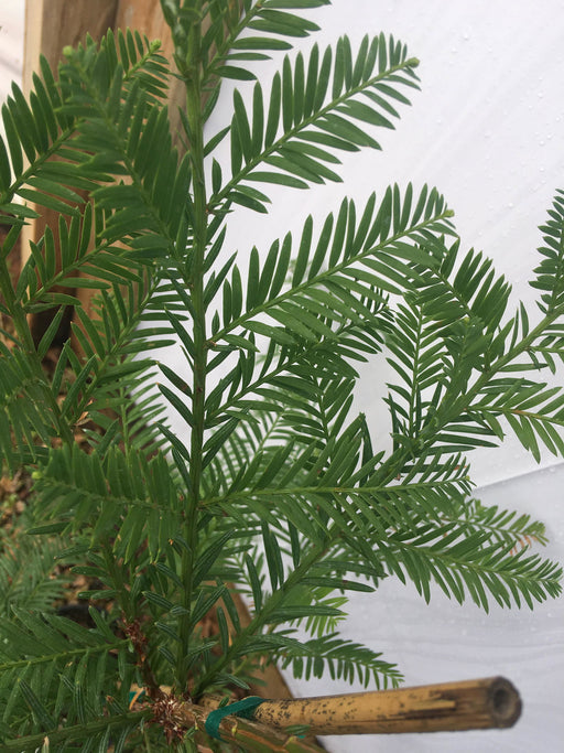 - Sequoia sempervirens 'Emily Brown' Narrow Coastal Redwood - Mr Maple │ Buy Japanese Maple Trees