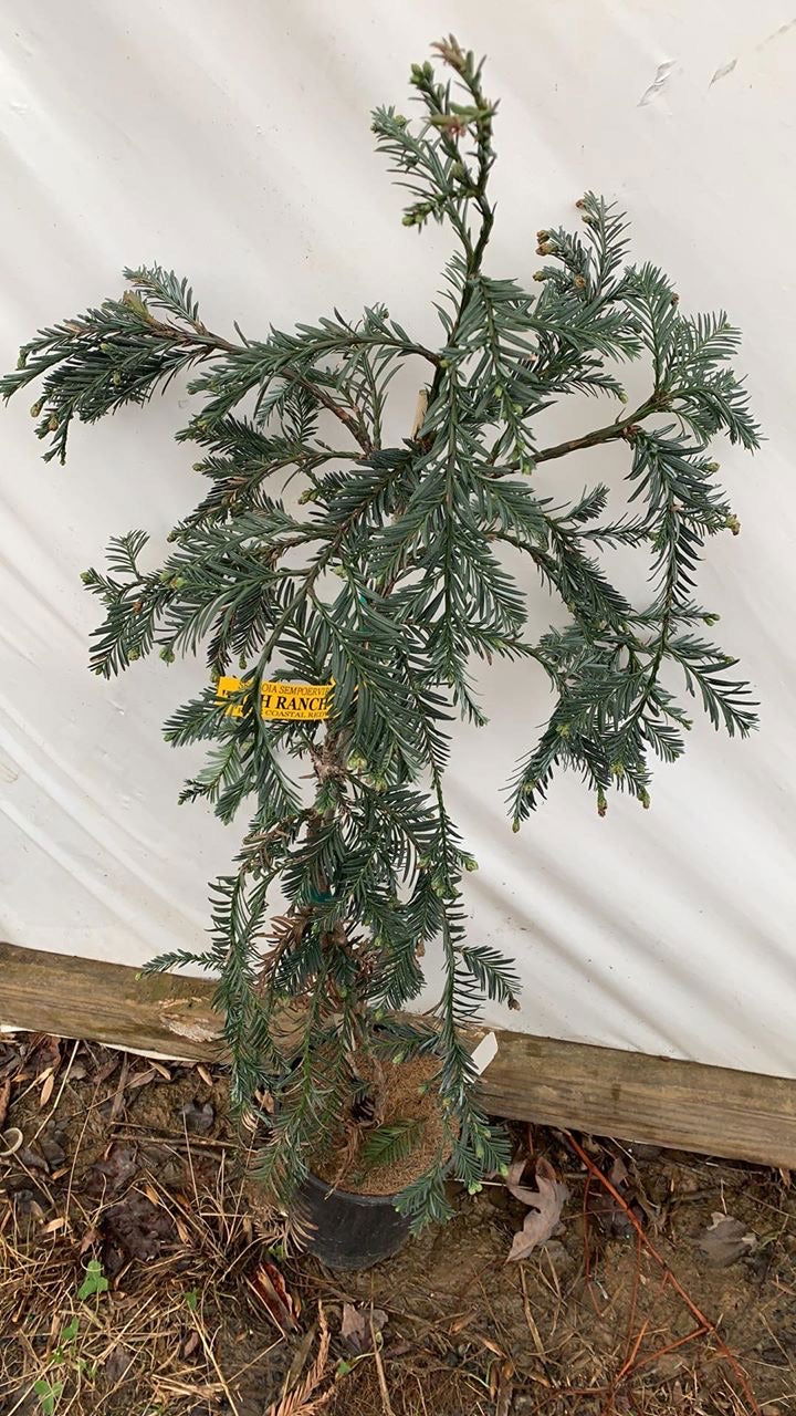 Buy Sequoia sempervirens 'High Ranch Blue' Coastal Redwood — Mr