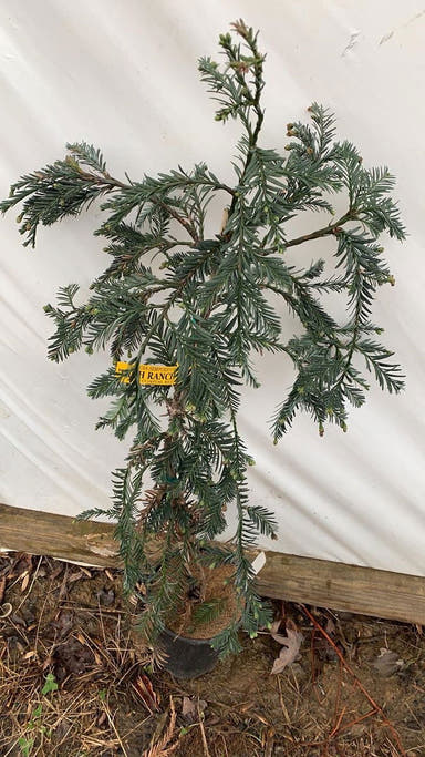 - Sequoia sempervirens 'High Ranch Blue' Coastal Redwood - Mr Maple │ Buy Japanese Maple Trees