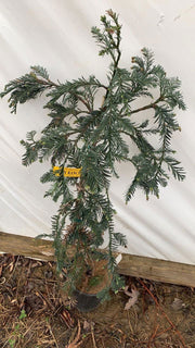 - Sequoia sempervirens 'High Ranch Blue' Coastal Redwood - Mr Maple │ Buy Japanese Maple Trees