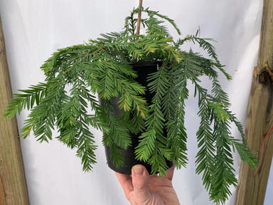 - Sequoia sempervirens 'Kelly's Prostrate' Flat Dwarf Coastal Redwood - Mr Maple │ Buy Japanese Maple Trees