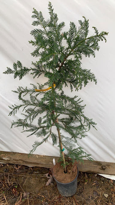 - Sequoia sempervirens 'Korbel KT' Conical Coastal Redwood - Mr Maple │ Buy Japanese Maple Trees