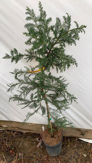 - Sequoia sempervirens 'Korbel KT' Conical Coastal Redwood - Mr Maple │ Buy Japanese Maple Trees