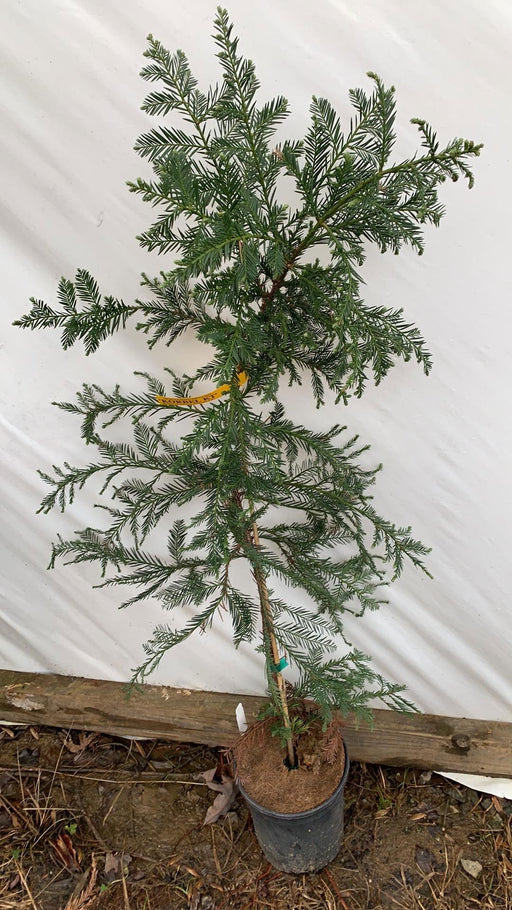 - Sequoia sempervirens 'Korbel KT' Conical Coastal Redwood - Mr Maple │ Buy Japanese Maple Trees